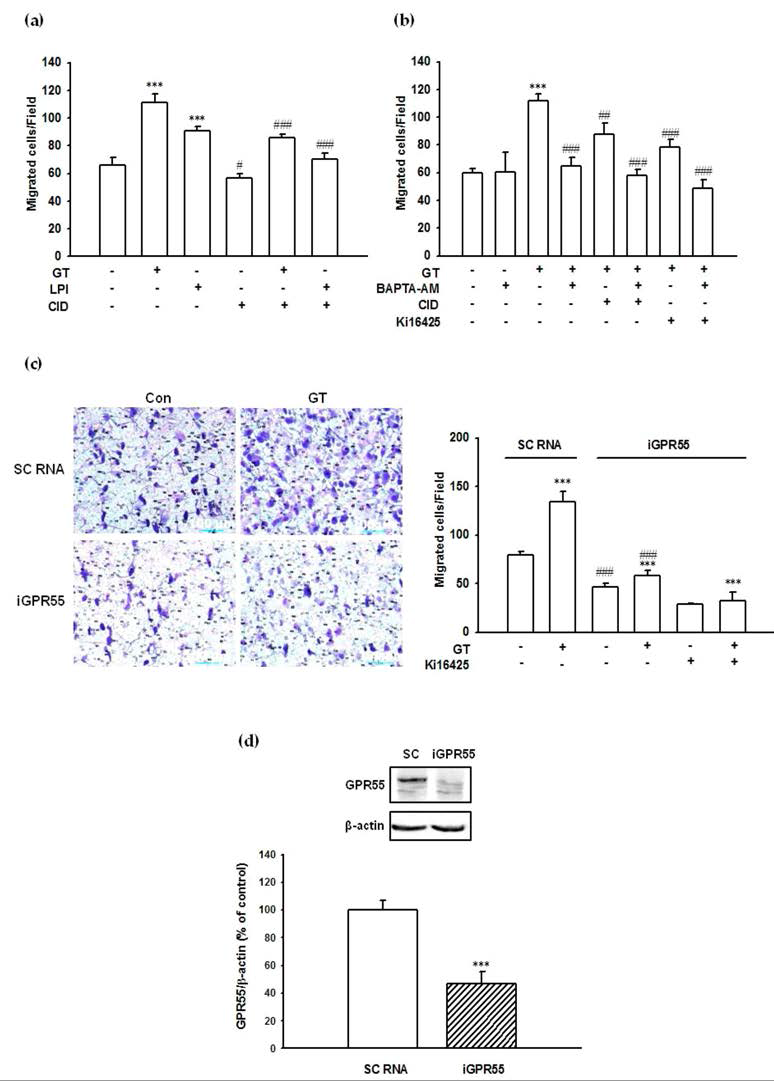 진토닌에 의한 PC-3 cell 이동 자극은 GPR55 수용체 활성-Ca2+를 통하여 이루어지는 것에 대한 증명 연구. 진토닌에 의한 PC-3 cell migration 자극작용은 GPR55 활성 및 Ca2+이 포함되어 있음을 GPR55 길항제 (CID)(a), Ca2+ chelator (BAPTA) (b) 및 GPR55에 대한 siRNA (c)를 이용하여 증명함