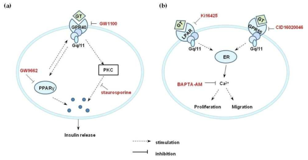 진토닌에 함유된 linoleic acid와 lysophosphatidylinositol (LPI)이 GPR40 및 GPR55 리간드 역할에 대한 세포막 신호전달 경로 요약. 진토닌 linoleic acid는 GPR40활성과 PKC 및 PPARgamma를 통하여 췌장에서 insulin분비를 자극한다. 진토닌 LPI는 Gαq/11 단백질 활성에 이은 소포체 (ER)에 저장된 칼슘을 일시적으로 동원하여 세포 증식과 세포 이동을 자극한다