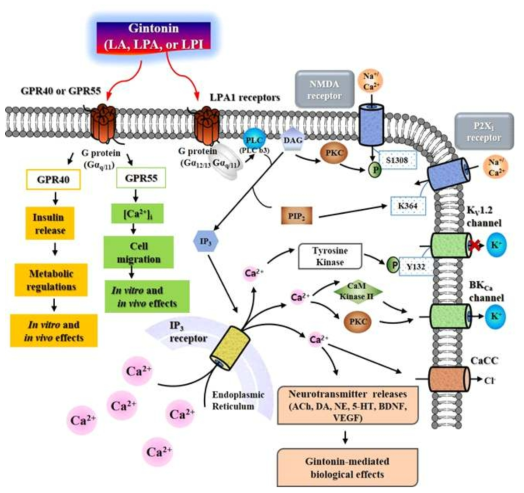 인삼 진토닌 동물 세포막 신호전달 경로 요약. 2012년도 진토닌이 처음 발견된 이후 후속 연구들을 통하여 진토닌이 LPA 수용체 활성을 통하여 위 그림에서 도식한 바와 같이 다양한 세포막 이온통로들이 조절과 신경전달 물질 및 신경계 성장인자 방출조절을 통하여 항알츠하이머병등 다양한 생물학적 효과들을 발휘하는 것을 증명 확인하였다. 본 연구 grant를 통하여 진토닌은 LPA뿐만 아니라 다른 종류의 생리활성 지질들이 함유되어 있음을 확인 정량하였고, 특히 linoleic acid (LA)와 lysophosphatidylinositol (LPI)가 GPR40과 GPR55 리간드로 작용함을 증명하여 진토닌에 의한 생리학적 및 약리학적 효능이 적어도 3가지 이상의 GPCR 활성을 통하여 이루어질 수 있음을 보여준다