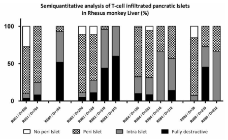 조직학 반정량적 분석 결과. 고혈당 시기의 이식편에서 완전히 파괴된 췌도의 비율이 높음