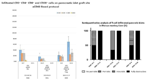 조직학 반정량적 분석 결과. aCD40항체와 CTLA4 Ig를 처리한 실험군의 경우 이식 초기 완전히 파괴된 이식 췌도의 비율이 높음