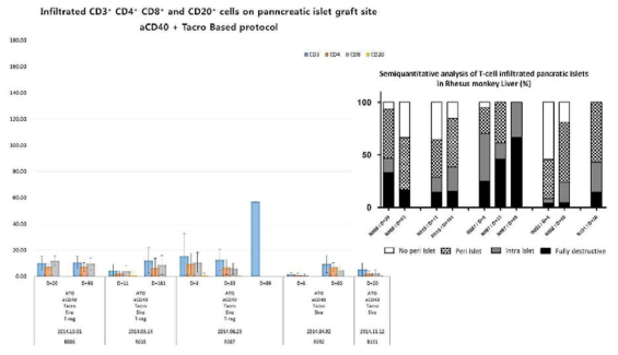 조직학 반정량적 분석 결과. aCD40항체와 tacrolimus를 처리한 실험군의 경우 완전히 파괴된 이식 췌도의 비율이 CTLA4 Ig처리 실험군에 비해 약 70% 감소하는 경향을 보임