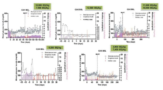영장류 동종췌도이식 후 혈당 모니터링 결과