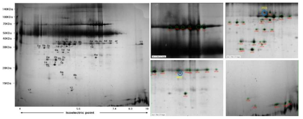 2D-gel electrophoresis of secreted proteins in the CFS of oraCMU after 16 h incubation at 37℃