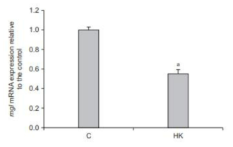 Effect of f heat-killed (HK)-oraCMU on the mRNA expression of mgl in P. gingivalis. Bars and error bars indicate the mean ± standard deviation of three independent experiments. C, non-treated control. ap < 0.05