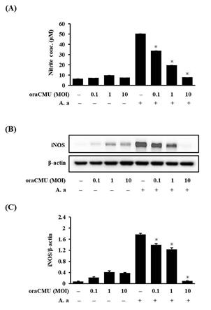 OraCMU suppresses NO production and iNOS expression in A. actinomycetemcomitans-induced RAW 264.7 macrophages. (A) NO levels and (B) iNOS expression levels in A. actinomycetemcomitans-induced RAW 264.7 macrophages. Similar data were obtained in three independent experiments. (C) Relative quantification of iNOS levels normalized to β-actin. Data are presented as the mean ± standard deviation of three independent experiments. *P<0.05 vs. A. actinomycetemcomitans-treated group. OraCMU, Weissella cibaria CMU; NO, nitric oxide; iNOS, inducible nitric oxide synthase; MOI, multiplicity of infection