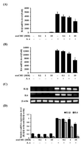 OraCMU downregulates proinflammatory cytokine expression in A. actinomycetemcomitans-induced RAW 264.7 macrophages. Expression levels of (A) IL1β and (B) IL6 mRNA, normalized to β-actin. (C) Agarose gel electrophoresis showing the relative mRNA expression level of IL1β and IL6 following oraCMU treatment. (D) Relative quantification of IL1β and IL6 expression levels normalized to β-actin. Data are presented as the mean ± standard deviation of three independent experiments. *P<0.05 vs. A. actinomycetemcomitans-treated group. OraCMU, Weissella cibaria CMU; IL, interleukin; MOI, multiplicity of infection