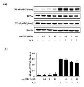 OraCMU inhibits p65 nuclear translocation in A. actinomycetemcomitans-induced RAW 264.7 macrophages. (A) Expression levels of p65 in cytosolic and nuclear extracts. PCNA and β-actin were used as nuclear and cytosolic loading controls, respectively. (B) Relative quantification of nuclear p65. Data are presented as the mean ± standard deviation of three independent experiments. *P<0.05 vs. A. actinomycetemcomitans-treated group. OraCMU, Weissella cibaria CMU; PCNA, proliferating cell nuclear antigen; MOI, multiplicity of infection