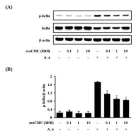 OraCMU inhibits IκBα phosphorylation in A. actinomycetemcomitans-induced RAW 264.7 macrophages. (A) Expression levels of p-IκBα and IκBα in cytosolic extracts. (B) Relative quantification of IκBα phosphorylation. Data are presented as the mean ± standard deviation of three independent experiments. *P<0.05vs.A. actinomycetemcomitans-treated group. OraCMU, Weissella cibaria CMU; IκBα, NF-κB inhibitor α; p-, phosphorylated; MOI, multiplicity of infection