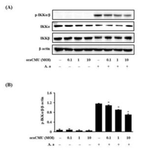 OraCMU inhibits IKKα/β phosphorylation in A. actinomycetemcomitans-induced RAW 264.7 macrophages. (A) Expression levels of p-IKKα, p-IKKβ, IKKα and IKKβ. (B) Relative quantification of p-IKKα/β. Data are presented as the mean ± standard deviation of three independent experiments. *P<0.05 vs. A. actinomycetemcomitans-treated group. OraCMU, Weissella cibaria CMU; IKK, IκBα kinase; p-, phosphorylated; MOI, multiplicity of infection