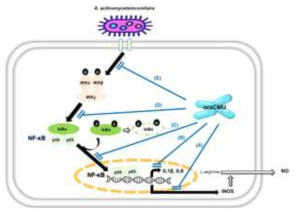 Model of the mechanism of the anti-inflammatory effect of oraCMU in A. actinomycetemcomitans-infected RAW 264.7 macrophages. The results suggest that oraCMU: (A) Suppresses iNOS expression and NO production; (B) inhibits IL1β and IL6 mRNA expression; (C) inhibits p65 nuclear translocation; (D) inhibits IκBα phosphorylation; and (E) inhibits IKKα and IKKβ phosphorylation. OraCMU, Weissella cibaria CMU; iNOS, inducible nitric oxide synthase; NO, nitric oxide; IL, interleukin; IκBα, NF-κB inhibitor α; IKK, IκBα kinase