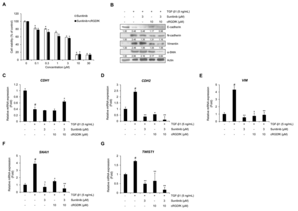 NSCLC A549 세포에서 cRGDfK 병용투여를 통한 sunitinib 의 EMT 억제 상승효과