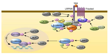 TNIK 과 Wnt 신호전달과정과의 관계