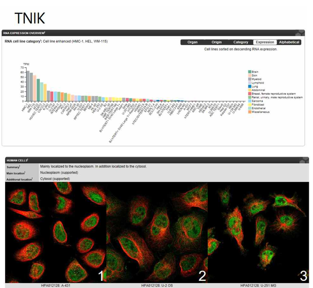 데이터베이스를 활용한 암세포주별 TNIK 발현 및 세포내 발현여부 확인