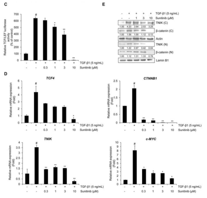 Sunitinib 의 A549 세포에서의 TNIK 및 Wnt signaling 억제 효과