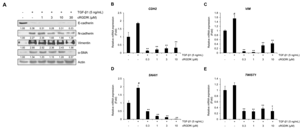 cRGDfK 의 A549 세포에서의 TGF-β1-유도 EMT 억제 효과