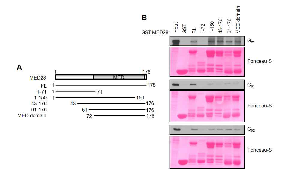 MED28단백질과 G protien들 간의 결합부위 분석. MED28단백질의 부분 펩타이드를 합성하여 G protein들 과의 결합부위를 스크리닝을 수행함. 대부분의 G protein들은 MED28 단백질과 결합하였으며, MED28 1-72 펩타이드는 G protein들과 결합하지 않거나 결합이 약한 것으로 나타남 (본 연구자 미발표 자료)