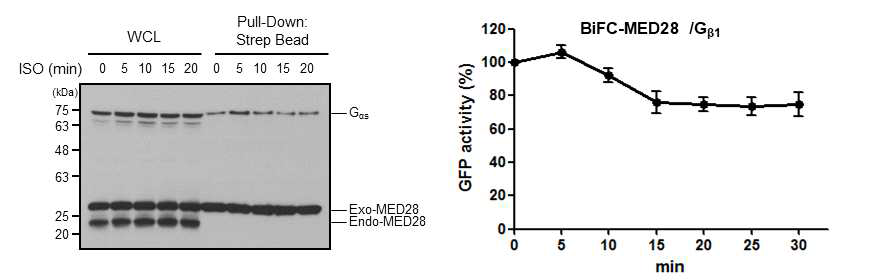 Agonist에 의한 MED28과 Gas 및 Gβ1과의 세포내 상호작용 확인 (본 연구자 미발표 자료)