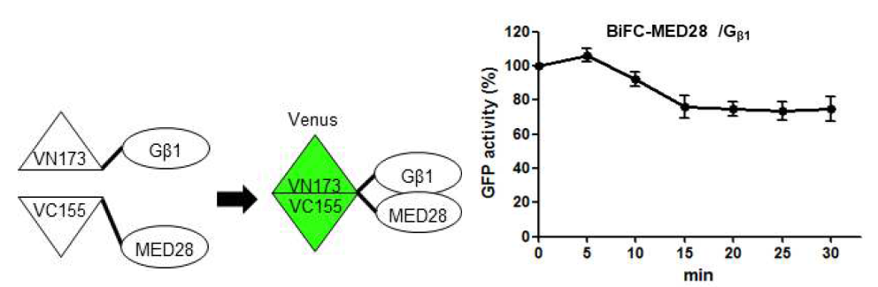 BiFC assay (좌) 에 의한 MED28과 Gβ1과의 정량적 상호작용 (우) 확인 (본 연구자 미발표 자료)