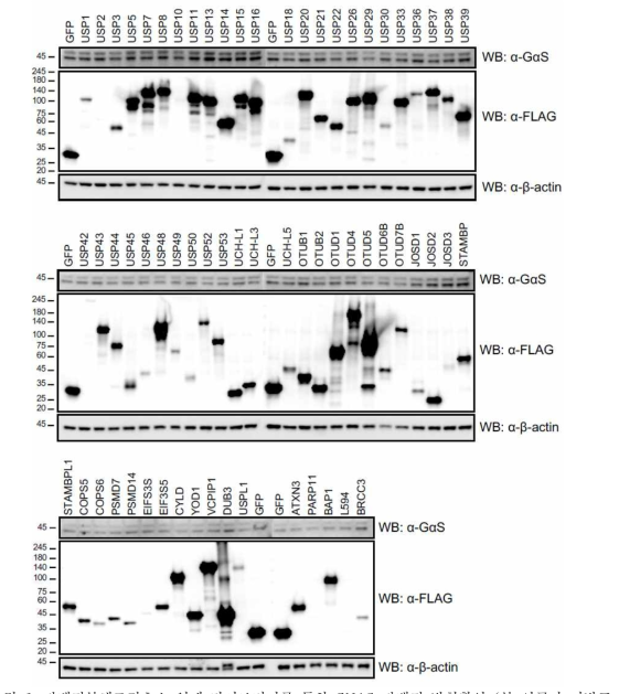 단백질분해조절효소 억제 라이브러리를 통한 GNAS 단백질 발현확인 (본 연구자 미발표 자료)