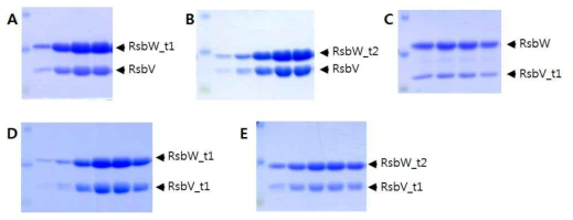 다양한 크기의 truncated RsbV/RsbW의 정제 (A-E) 최종 정제된 복합체의 SDS-PAGE