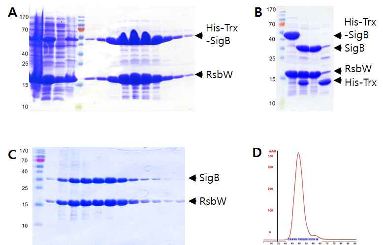 Full-length SigB/RsbW 복합체의 정제 (A) IMAC (B) His-Trxtag의 제거 (C) SEC의 SDS-PAGE (D) SEC의 UV profile