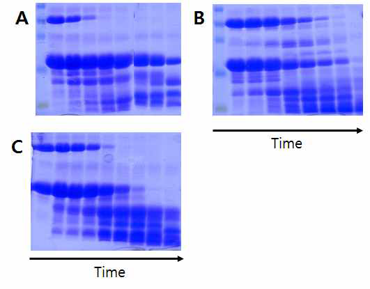 SigB/RsbW의 limited proteolysis (A) Elastase (B) Trypsin (C) Chymotrypsin