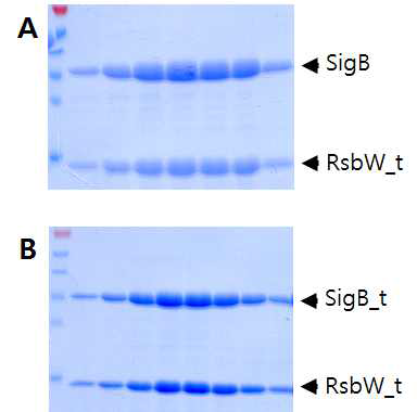 Truncated SigB/RsbW의 정제 (A-B) 최종 정제된 복합체의 SDS-PAGE