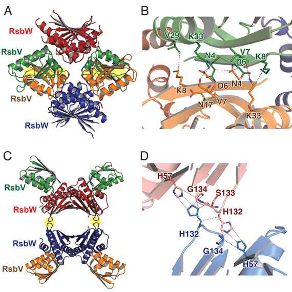 결정구조에서 보여지는 RsbV/RsbW octamers (a) 구형 octamer (b) 리본형 octamer