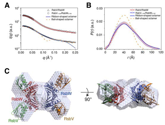 RsbV/RsbW의 octameric assembly