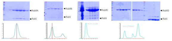 RsbR/RsbS의 정제. 최종정제단계인 size exclusion chromatography의 결과. RsbRA/RsbS, RsbRB/RsbS는 거대 복합체를 형성하면서 높은 정제도를 보였음. RsbRC/RsbS는 정제도가 조금 낮았으며, RsbRD/RsbS는 복합체를 형성하지 않았음