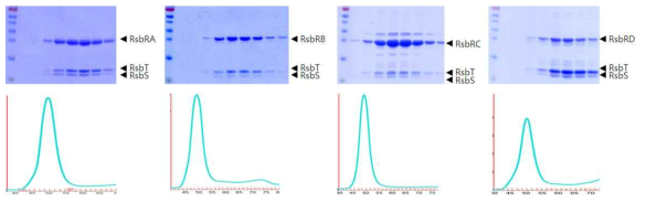 RsbR-RsbS-RsbT 복합체의 정제 최종 정제단계인 SEC 결과를 보여줌. 4종류의 스트레소좀이 모두 거대 복합체를 형성하였음