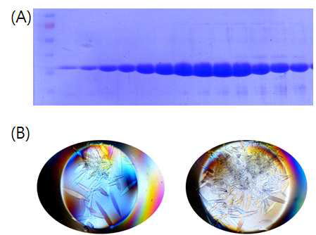 RsbU의 정제와 결정화 (A)SEC에 의해 용출된 RsbU 단백질 (B) RsbU의 결정