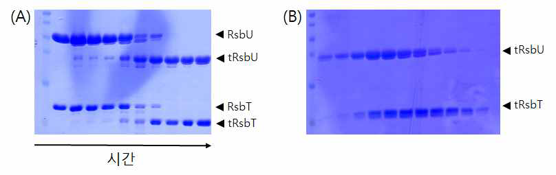 RsbU-RsbT 복합체의 limited proteolysis. (a) 트립신에 의한 RsbU-RsbT의 limited proteolysis (b) Limited proteolysis 후 SEC. 두 단백질이 분리되어 용출됨