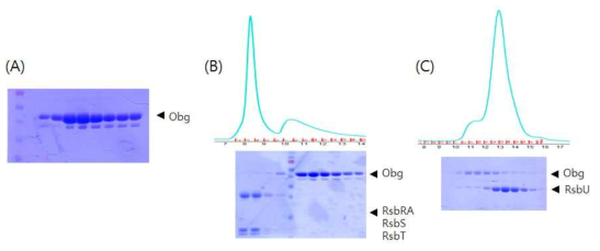 Obg의 정제와 상호작용 분석 (A) 최종 정제된 Obg (B,C) Obg와 스트레소좀, RsbU 간의 상호작용분석을 위한 SEC 실험. Obg와 스트레소좀, Obg와 RsbU 사이의 상호작용이 확인되지 않음
