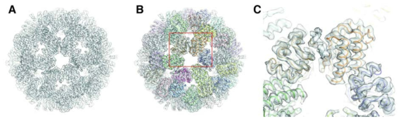 RsbS icosahedron의 결정구조와 겹쳐진 스트레소좀 코어의 CryoEM 구조