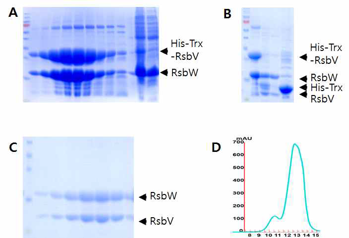 Full-length RsbV/RsbW 복합체의 정제 (A) IMAC (B) His-Trx tag의 제거 (C) SEC의 SDS-PAGE (D) SEC의 UV profile