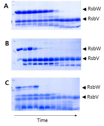 RsbV/RsbW의 limited proteolysis (A) Elastase (B) Trypsin (C) Chymotrypsin