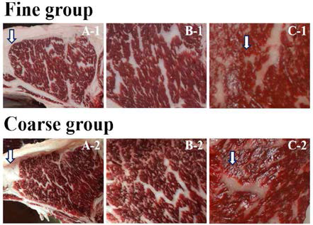 Texture surface features in the bovine longissimus thoracis muscle at 24 h postmortem (A and B) for groups classified by the extent of dented area and firmness as determined by trained carcass evaluators. The coarse group (C-2) showed dented muscle area and wavy fat area compared to the fine group (C-1) at 48 h postmortem, as indicated by arrows