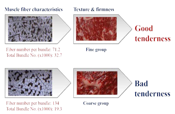 Influence of histochemical characteristics on surface texture feature and tenderness in the longissimus thoracis muscle