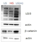 저농도(LG)와 고농도(HG), 그리고 저농도에 만니톨(LG(m))을 첨가한 배지에서 LGI3와 β -catenin 단백질 확인