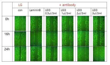 저농도 배지에서 각질형성세포에 LGI3 항체를 넣어 migration 실험