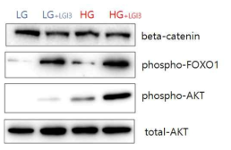 저농도(LG)와 고농도(HG) 배지에서 각질형성세포에 LGI3를 처리하여 신호전달 단백질 확인