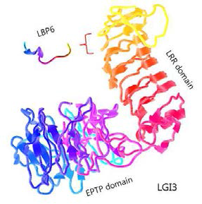 A predicted LGI3 protein structure and its active peptide (LBP6) in cell migration assay from other studies by our group. LGI3 bundle peptides. In silico-predicted 3D structure by Phyre2