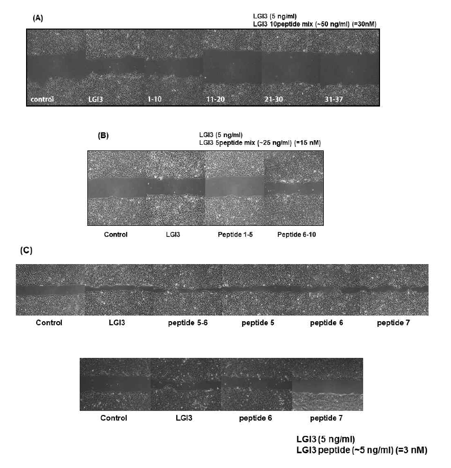 다양한 LGI3 펩타이드 mixure가 migration에 미치는 영향