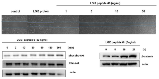 LGI3 펩타이드 6번이 migration과 신호전달에 에 미치는 영향