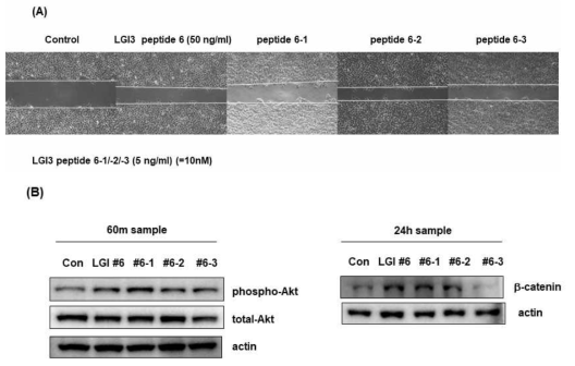 LGI3 펩타이드 6-1, 6-2, 6-3번이 migration과 신호전달에 에 미치는 영향