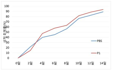 LGI3 펩타이드 6-2번(P1)이 마우스의 상처회복에 에 미치는 영향