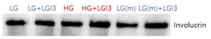 저농도(LG)와 고농도(HG), 그리고 저농도에 만니톨(LG(m))을 첨가한 배지에서 배양된 각질 형성세포에서 대표적인 분화표지자 involucrin의 발현 비교