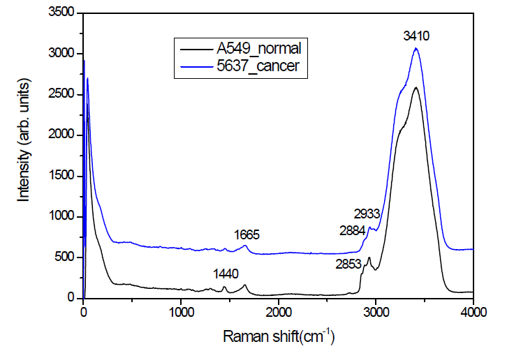세포 영역에서의 A549 (정상세포) 와 5637 (방광암 세포)의 라만 스펙트럼